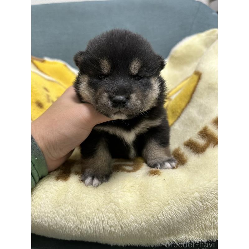 販売中の岡山県の豆柴-427012の5枚目