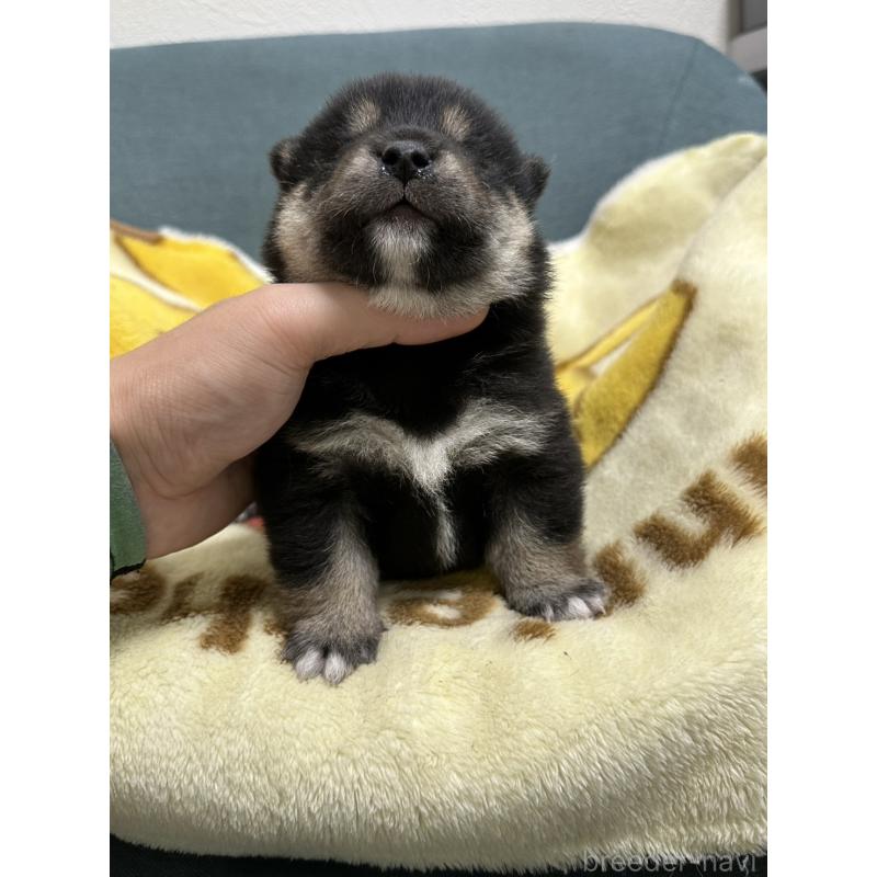 販売中の岡山県の豆柴-427012の3枚目