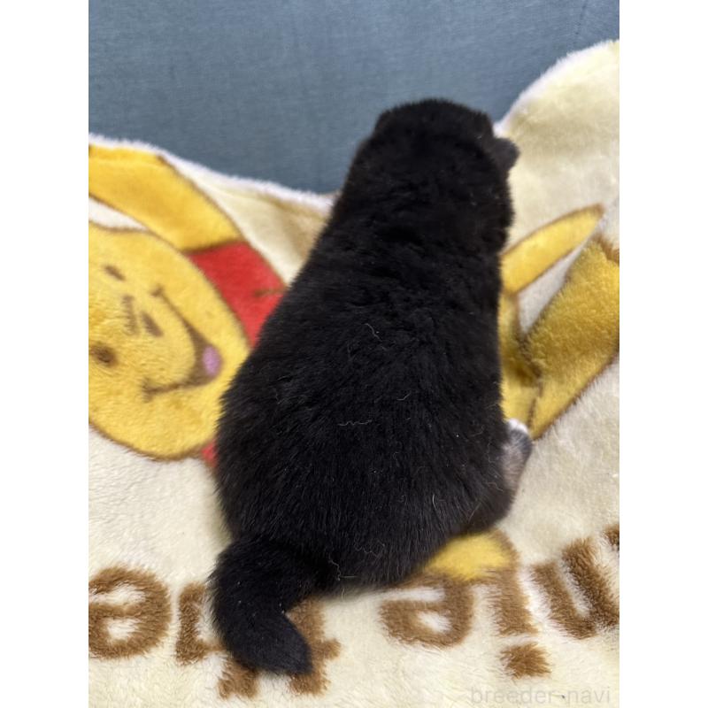 販売中の岡山県の豆柴-427012の2枚目