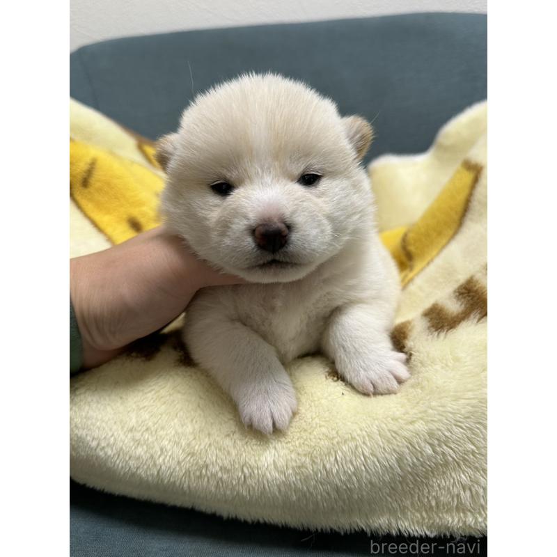 販売中の岡山県の豆柴-427013