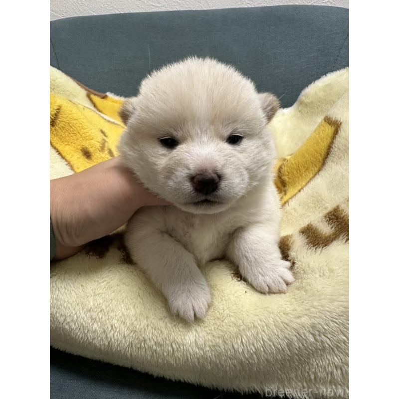 販売中の岡山県の豆柴-427013の8枚目