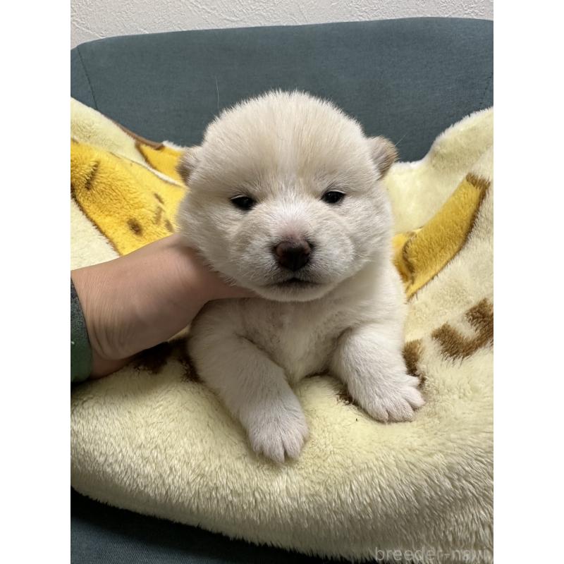 販売中の岡山県の豆柴-427013の7枚目