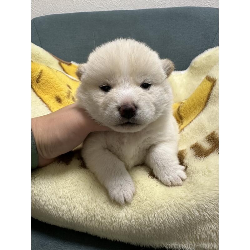 販売中の岡山県の豆柴-427013の6枚目