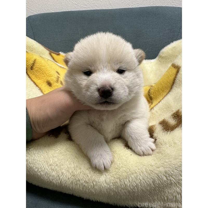 販売中の岡山県の豆柴-427013の5枚目