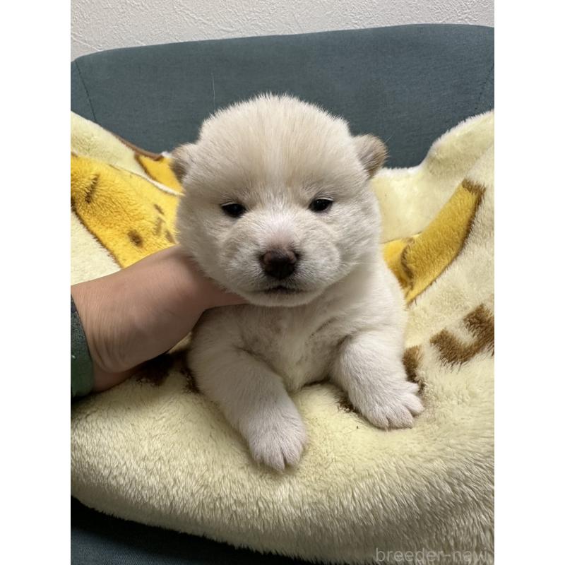 販売中の岡山県の豆柴-427013の4枚目