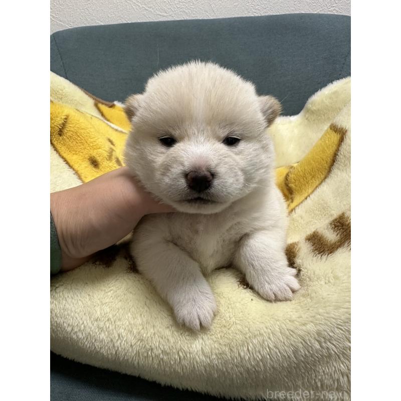 販売中の岡山県の豆柴-427013の3枚目