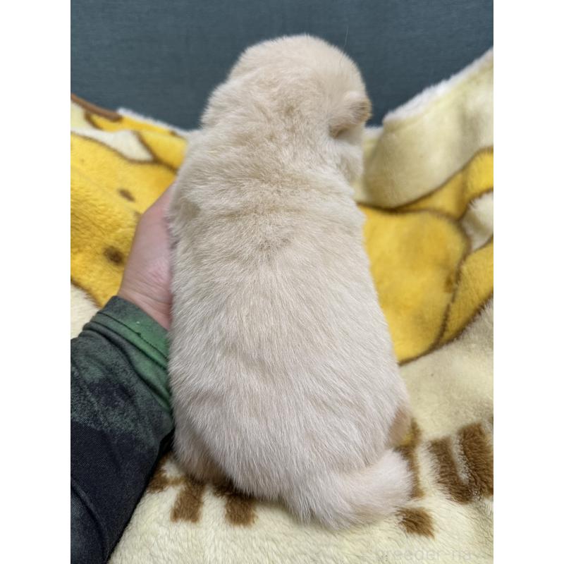 販売中の岡山県の豆柴-427013の2枚目