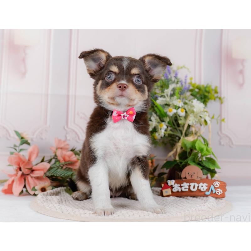 販売中の神奈川県のチワワ(ロングコート)-427045の14枚目