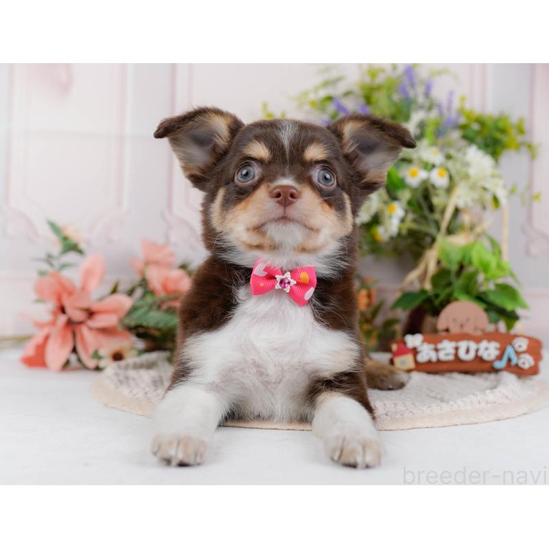 販売中の神奈川県のチワワ(ロングコート)-427045の13枚目