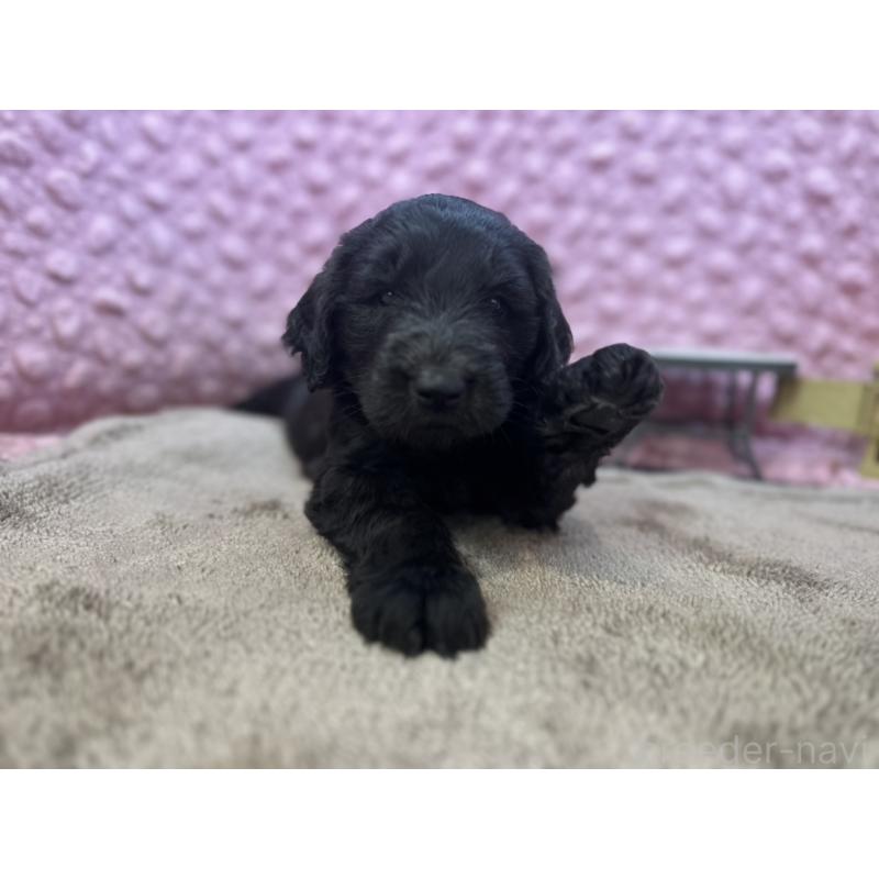 販売中の茨城県のゴールデンドゥードル:ゴールデンレトリーバー×プードル-427014の14枚目