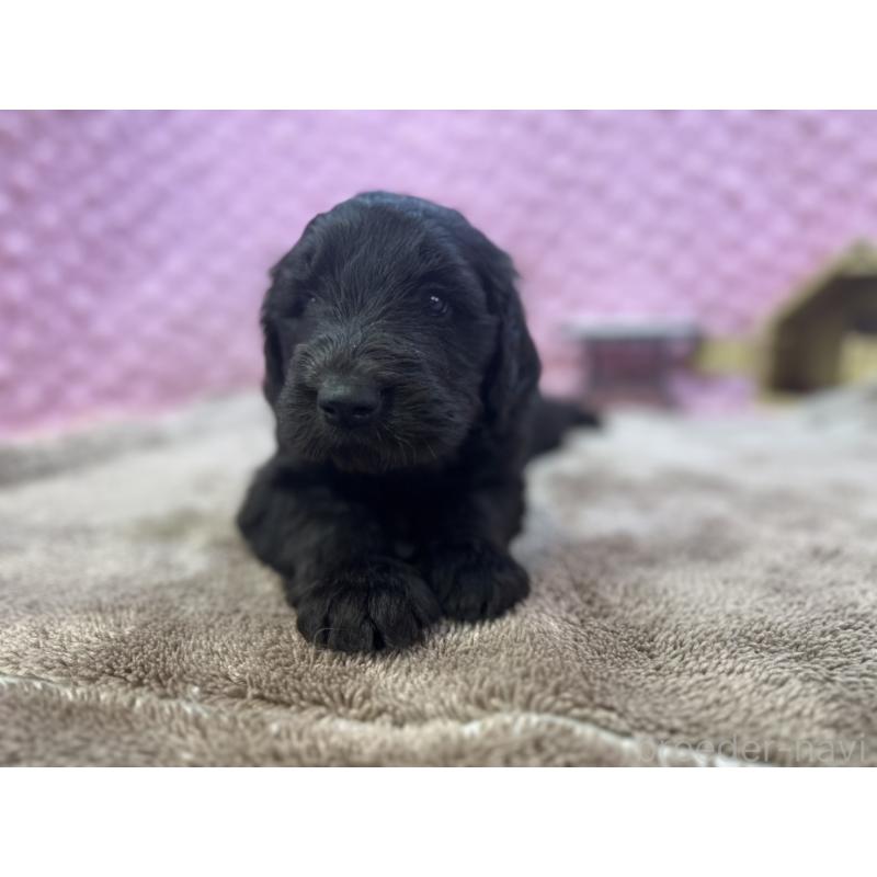 販売中の茨城県のゴールデンドゥードル:ゴールデンレトリーバー×プードル-427014の13枚目