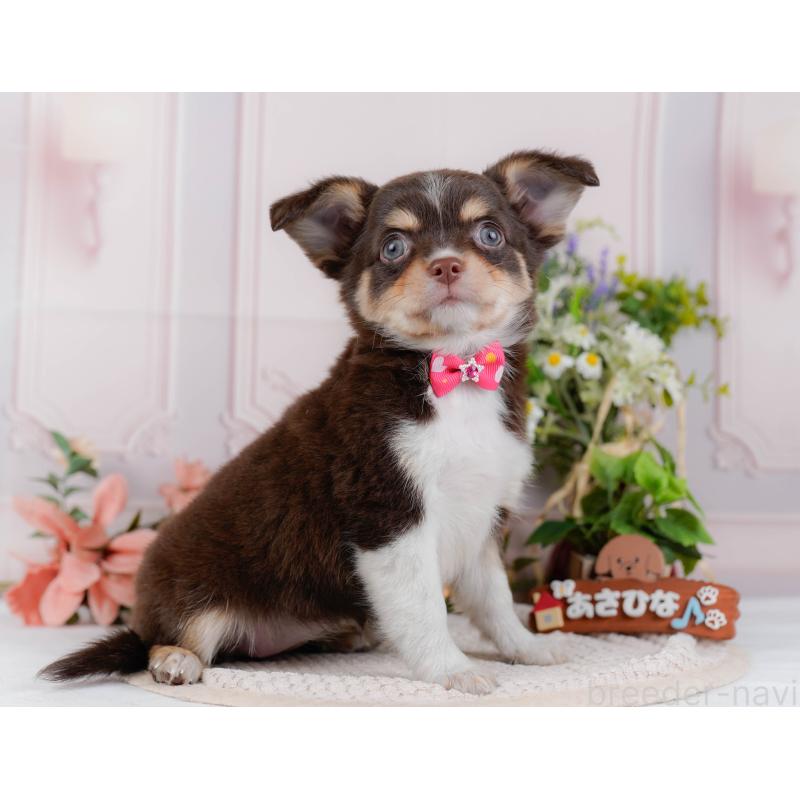 販売中の神奈川県のチワワ(ロングコート)-427045の12枚目