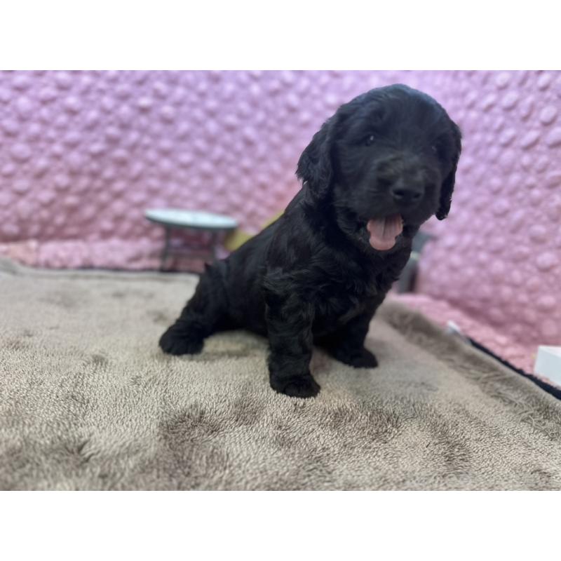 販売中の茨城県のゴールデンドゥードル:ゴールデンレトリーバー×プードル-427014の1枚目