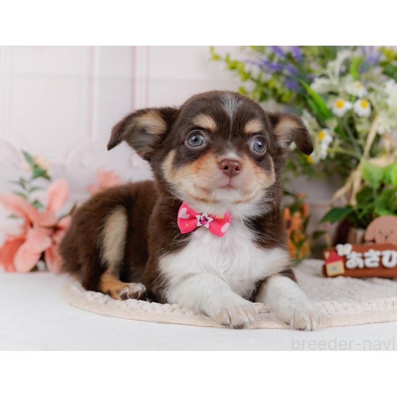 販売中の神奈川県のチワワ(ロングコート)-427045の11枚目