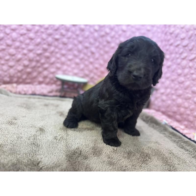 販売中の茨城県のゴールデンドゥードル:ゴールデンレトリーバー×プードル-427014の11枚目