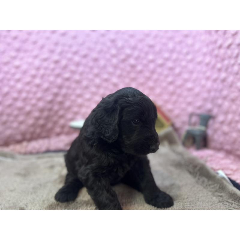 販売中の茨城県のゴールデンドゥードル:ゴールデンレトリーバー×プードル-427014の10枚目