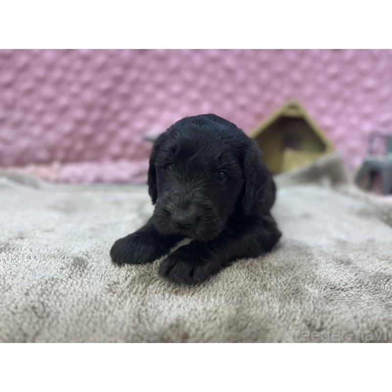 販売中の茨城県のゴールデンドゥードル:ゴールデンレトリーバー×プードル-427014の9枚目