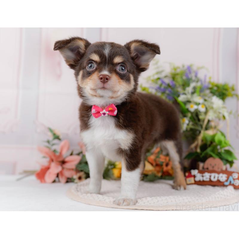 販売中の神奈川県のチワワ(ロングコート)-427045の10枚目