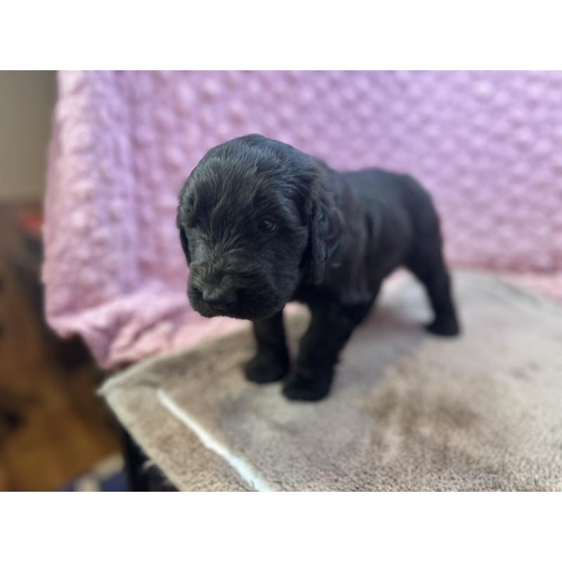 販売中の茨城県のゴールデンドゥードル:ゴールデンレトリーバー×プードル-427014の8枚目