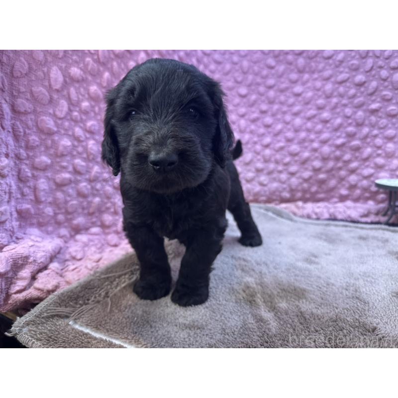 販売中の茨城県のゴールデンドゥードル:ゴールデンレトリーバー×プードル-427014の7枚目