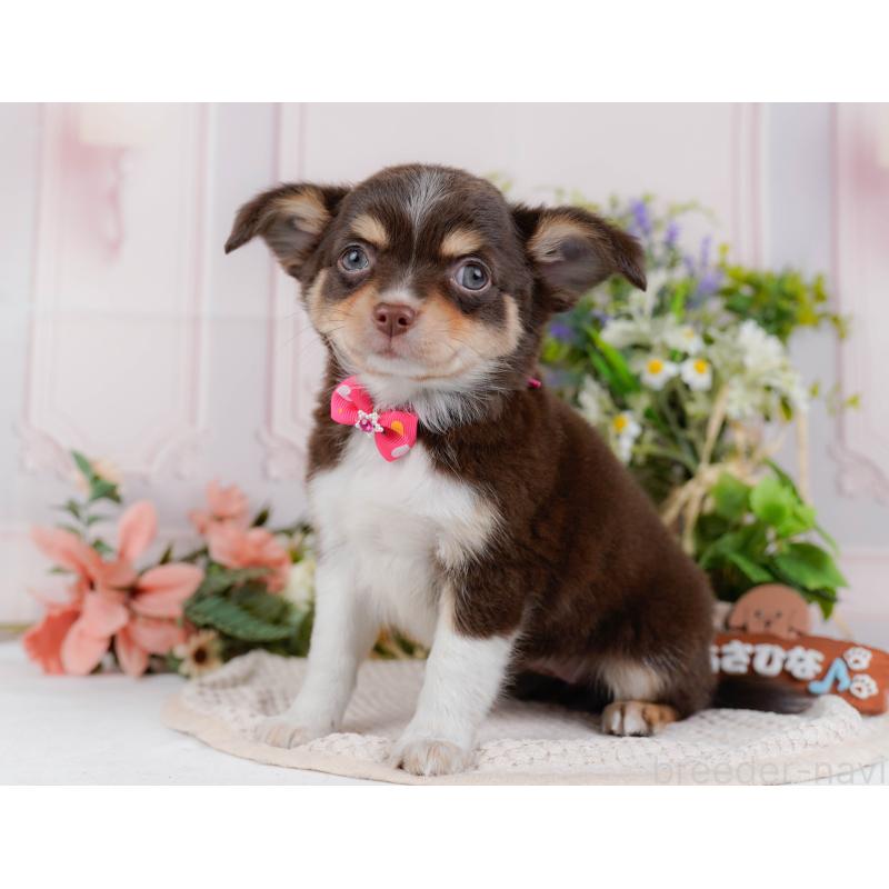 販売中の神奈川県のチワワ(ロングコート)-427045の9枚目