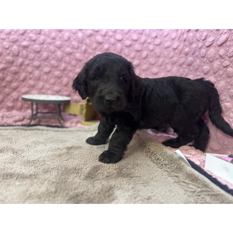 販売中の茨城県のゴールデンドゥードル:ゴールデンレトリーバー×プードル-427014の6枚目