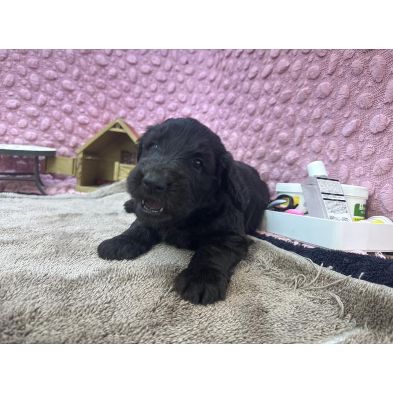 販売中の茨城県のゴールデンドゥードル:ゴールデンレトリーバー×プードル-427014の5枚目