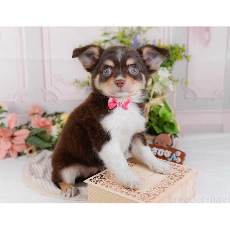 販売中の神奈川県のチワワ(ロングコート)-427045の8枚目