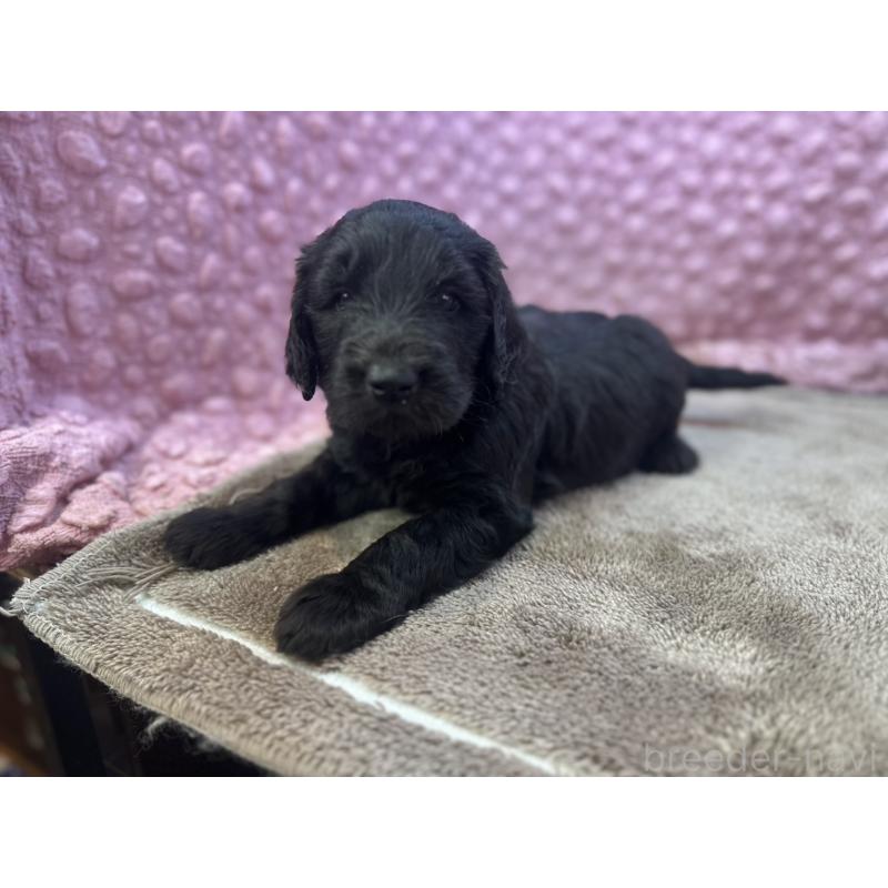 販売中の茨城県のゴールデンドゥードル:ゴールデンレトリーバー×プードル-427014の4枚目