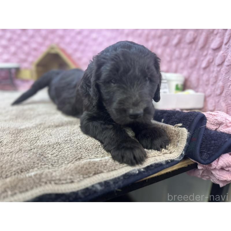 販売中の茨城県のゴールデンドゥードル:ゴールデンレトリーバー×プードル-427014の3枚目