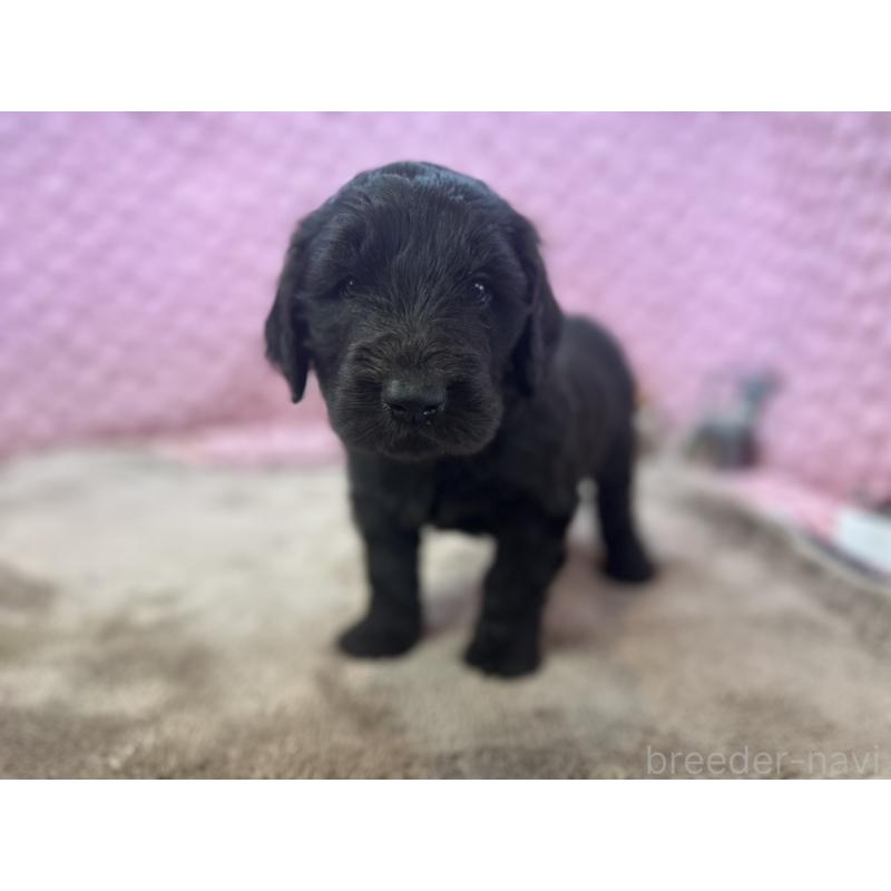 販売中の茨城県のゴールデンドゥードル:ゴールデンレトリーバー×プードル-427014の2枚目