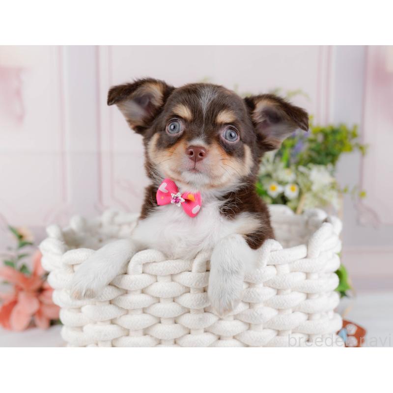 販売中の神奈川県のチワワ(ロングコート)-427045の7枚目