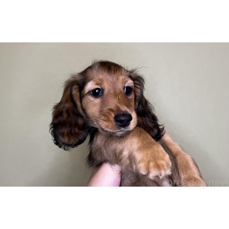 販売中の兵庫県のミニチュアダックスフンド(ロングヘアード)-423609の5枚目