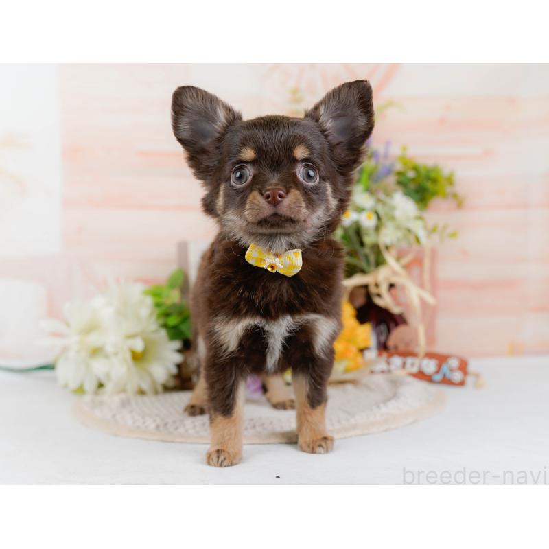 販売中の神奈川県のチワワ(ロングコート)-427052の14枚目