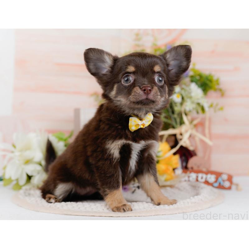 販売中の神奈川県のチワワ(ロングコート)-427052の12枚目