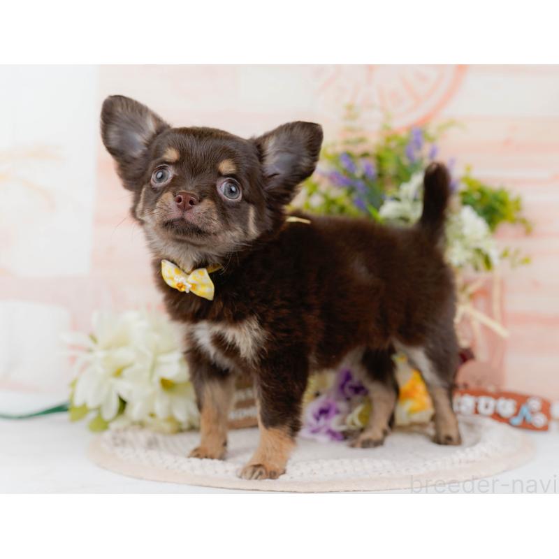 販売中の神奈川県のチワワ(ロングコート)-427052の11枚目