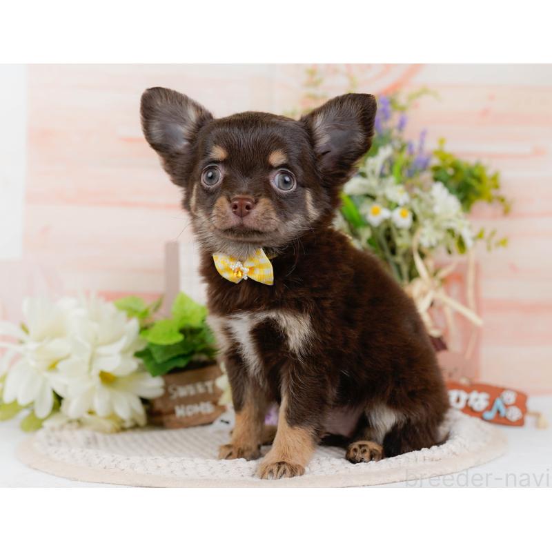 販売中の神奈川県のチワワ(ロングコート)-427052の10枚目