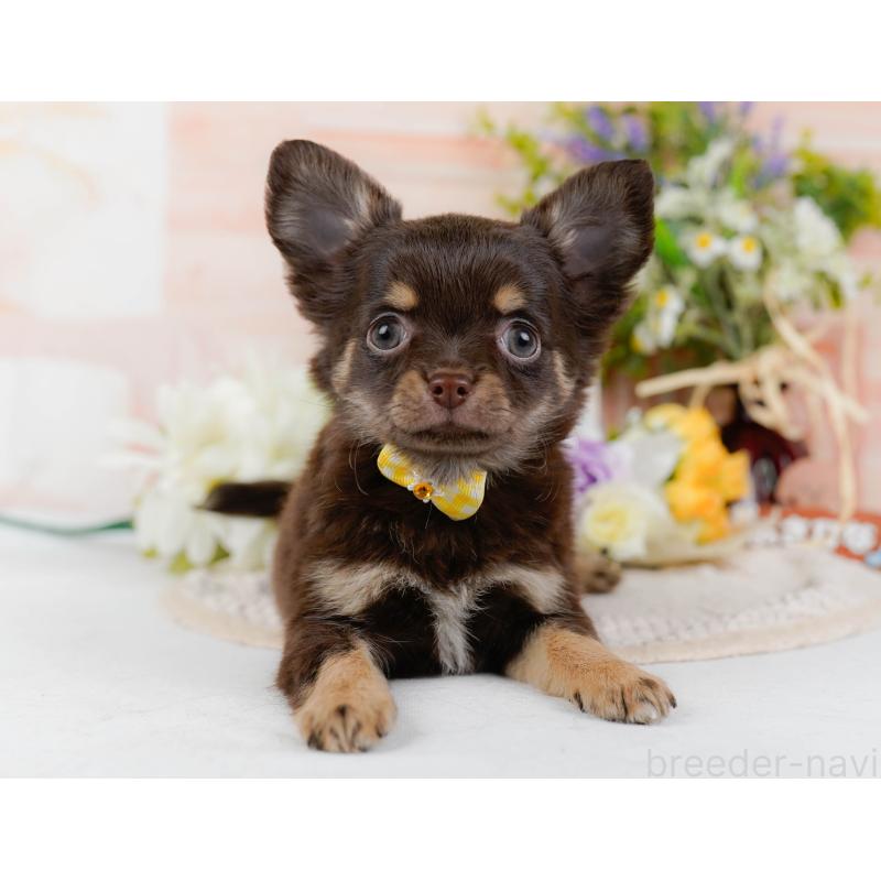 販売中の神奈川県のチワワ(ロングコート)-427052の9枚目