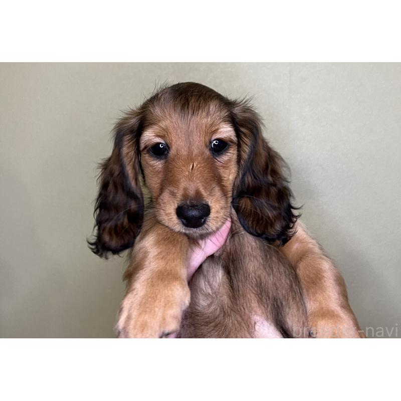 販売中の兵庫県のミニチュアダックスフンド(ロングヘアード)-423609の3枚目