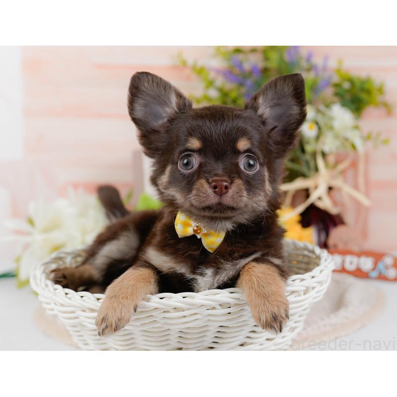 販売中の神奈川県のチワワ(ロングコート)-427052の8枚目