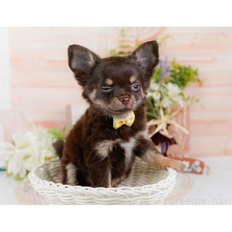 販売中の神奈川県のチワワ(ロングコート)-427052の7枚目