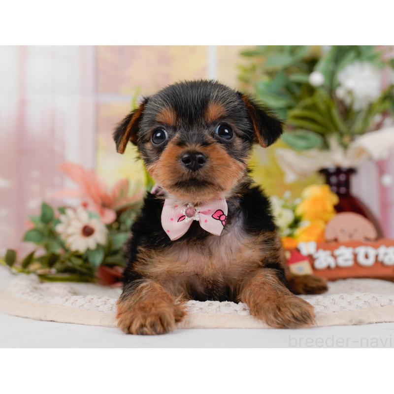 販売中の神奈川県のヨークシャーテリア-427055の14枚目