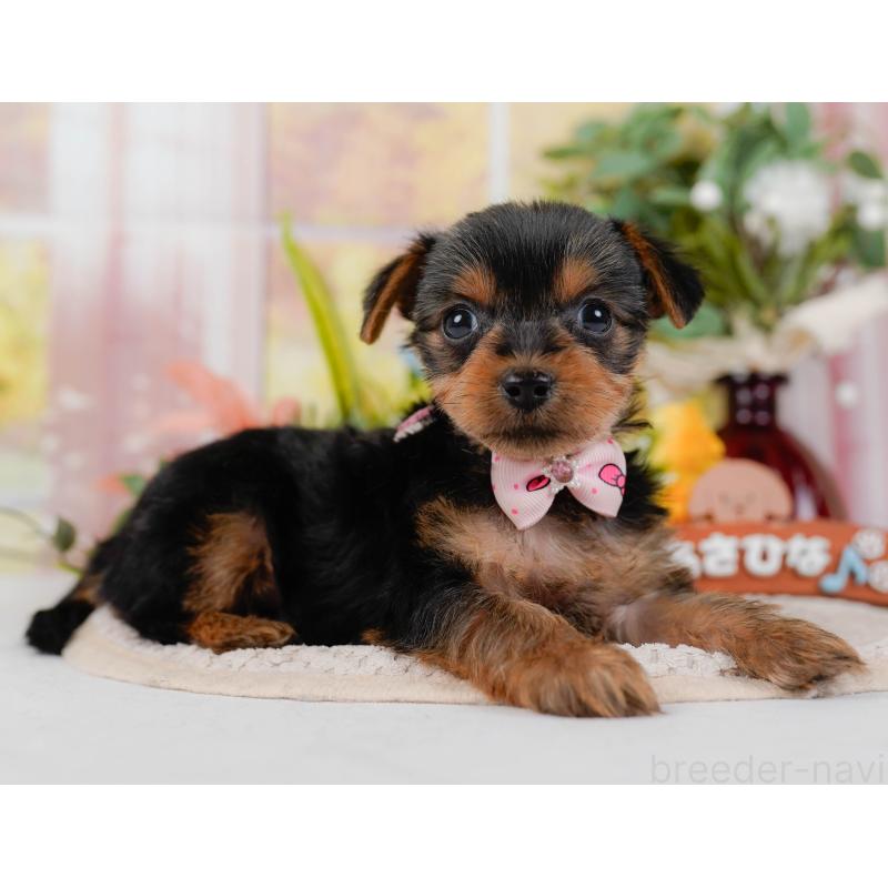 販売中の神奈川県のヨークシャーテリア-427055の12枚目