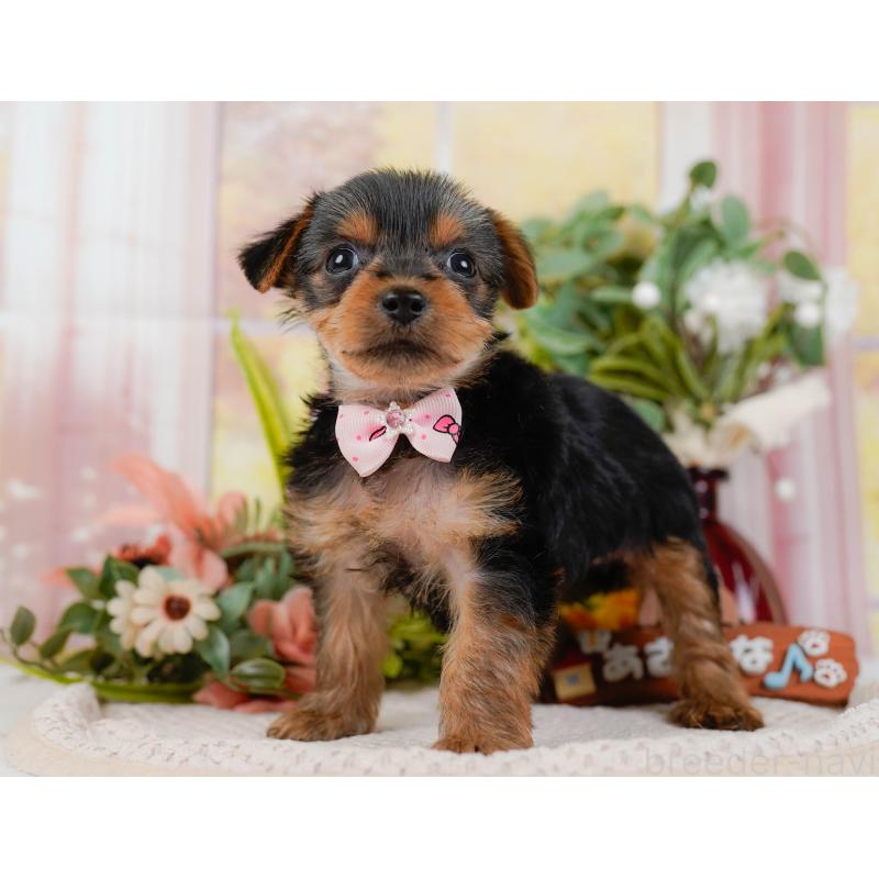 販売中の神奈川県のヨークシャーテリア-427055の11枚目