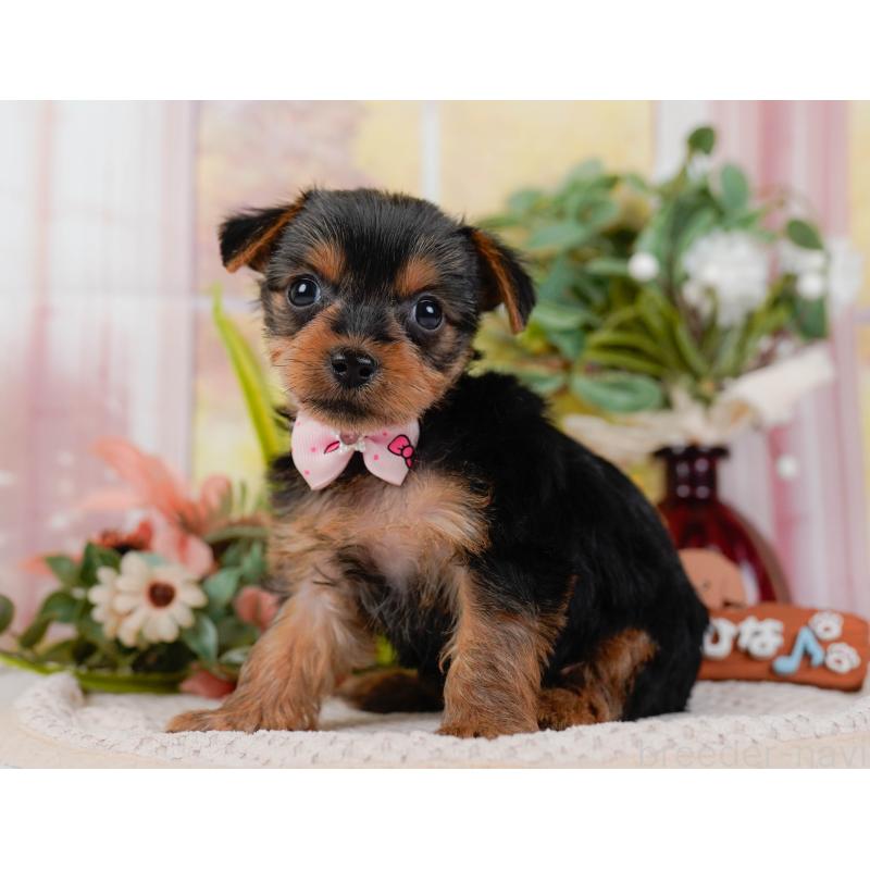 販売中の神奈川県のヨークシャーテリア-427055の10枚目