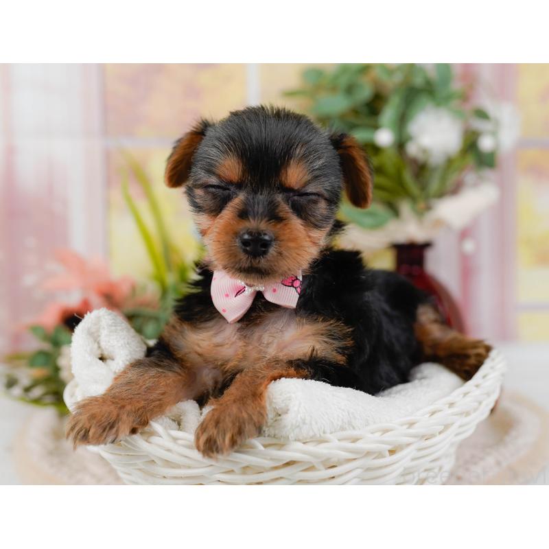 販売中の神奈川県のヨークシャーテリア-427055の7枚目