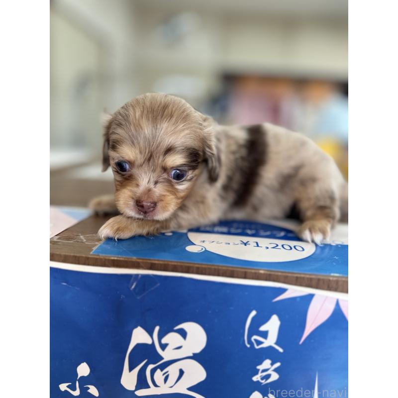 成約済の静岡県のチワックス:チワワ×ミニチュアダックスフンド-426251の4枚目