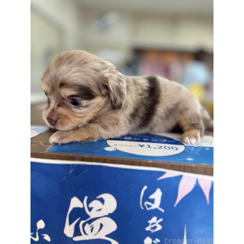 成約済の静岡県のチワックス:チワワ×ミニチュアダックスフンド-426251の3枚目