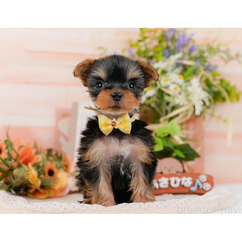 販売中の神奈川県のヨークシャーテリア-427056の14枚目