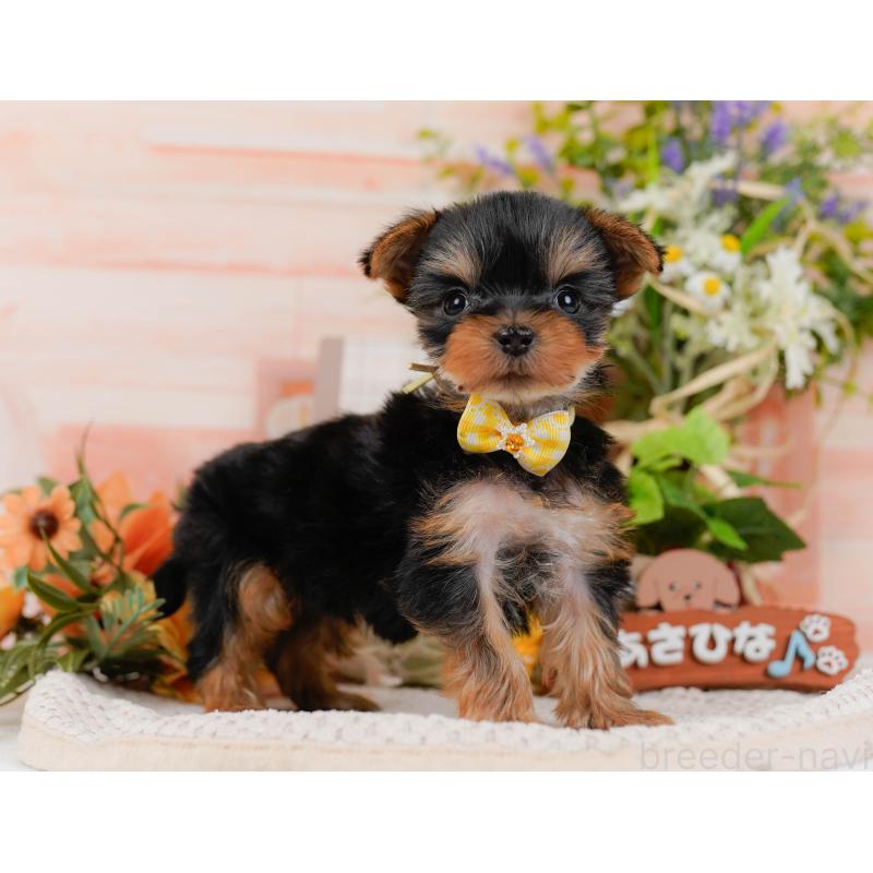 販売中の神奈川県のヨークシャーテリア-427056の12枚目